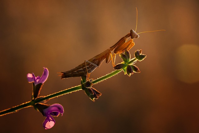 Eco-Friendly Strategies for Long-Term Sowbug Control & Prevention