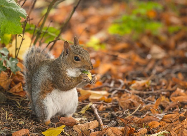 Expert Tips for Preventing Squirrels from Invading Your Roof