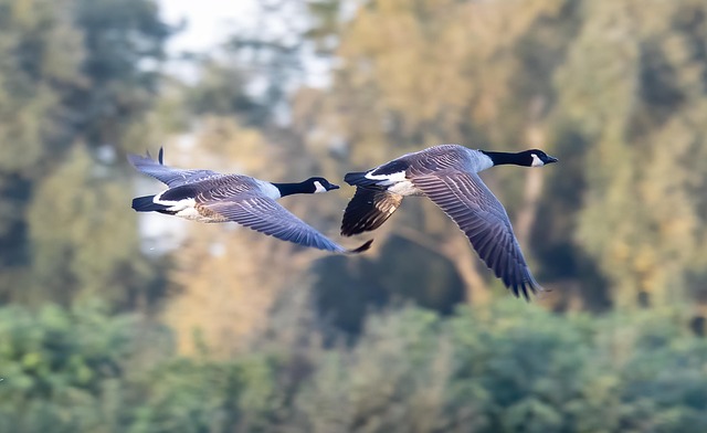 Advanced Technologies for Humane Geese Monitoring and Control