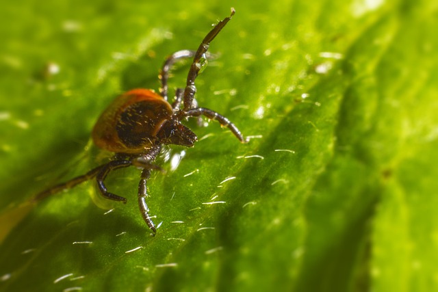 Expert Tick Barriers: Long-Lasting Protection with Eco-Friendly Solutions