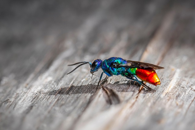 Comprehensive Wasp Infestation Prevention: Professional, Eco-Friendly Solutions
