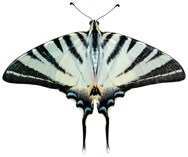 Expert Clothes Moth Removal: Guaranteed Infestation Control Solutions
