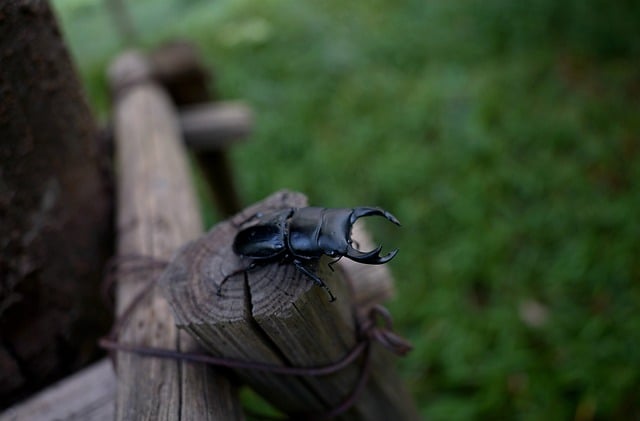 Safely Eradicate Drugstore Beetles: Child- & Pet-Friendly Solutions & Expert Advice