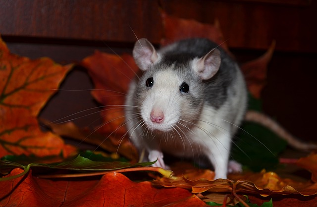 Comprehensive Rat Inspection & Control: Eco-Friendly Solutions for Residential & Commercial Spaces