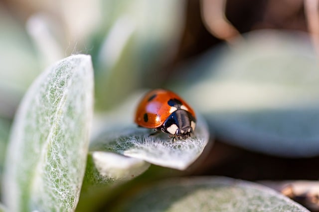 Customized Long-Term Prevention for Foreign Grain Beetle Control