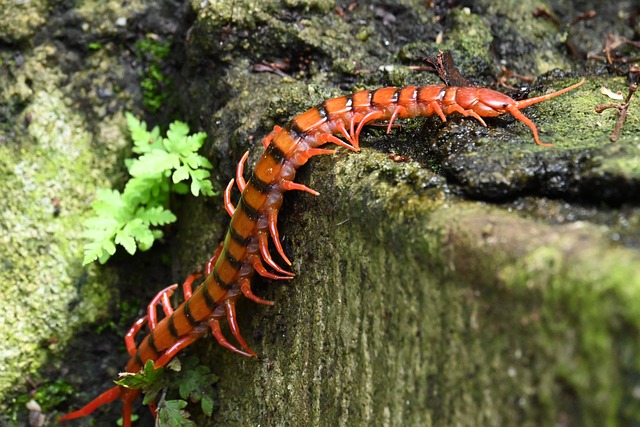 Affordable Centipede Treatment Services: Effective Professional Extermination for Residential and Commercial Spaces