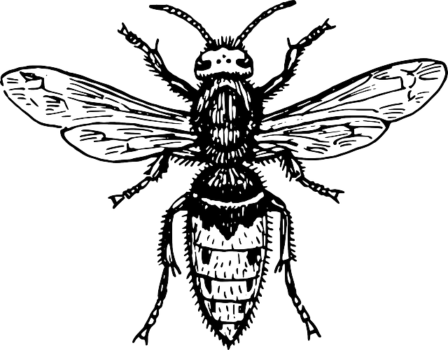 Comprehensive Hornet Prevention & Safe Removal: Expert Tips & Services