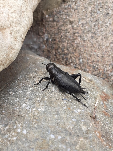 Specialized Cricket Control: Eco-Friendly Solutions for Effective Infestation Management