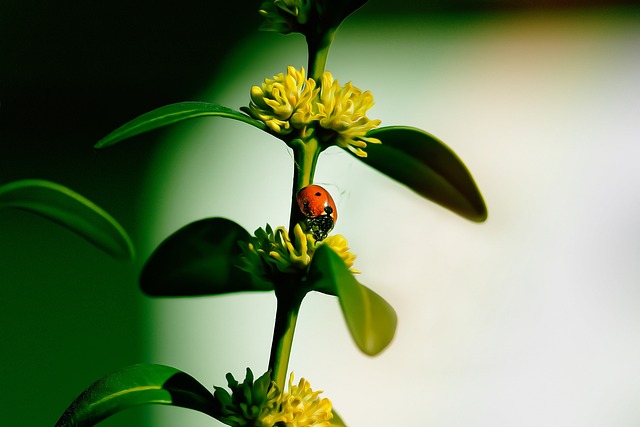 Advanced Bed Bug Eradication: Professional Techniques for Restful Homes