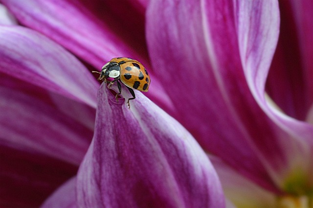 Seasonal Pillbug Management: Expert Tips for Removal & Eco-Friendly Solutions