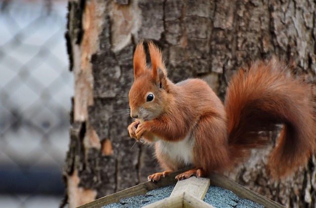 Humane Methods for Controlling Squirrel Populations in Residential Areas