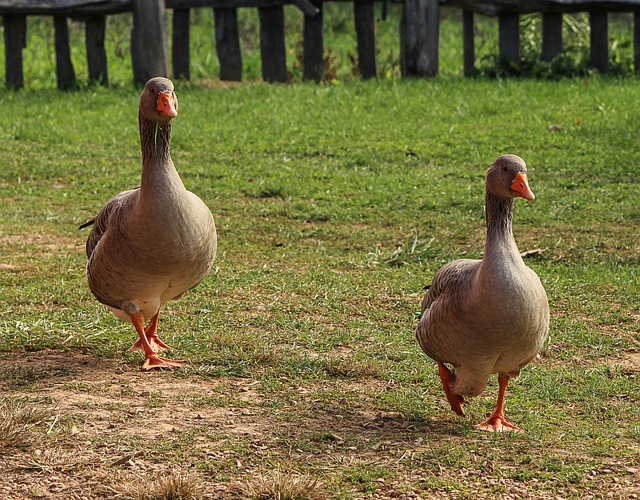 Eco-Friendly Geese Control: Effective, Humane Strategies for Residential and Commercial Spaces