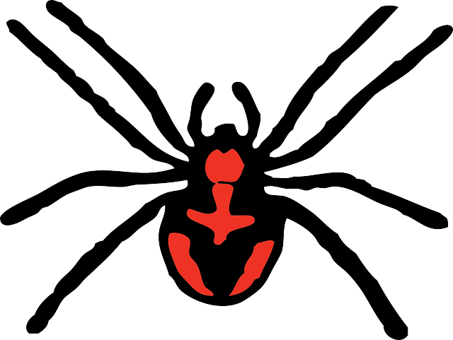 Expert Tips: Prevent Spider Infestations at Home and Work