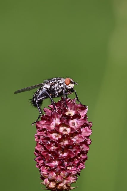 Professional Guide to Yellow Jacket Control: Eco-Friendly Solutions for Safe Removal