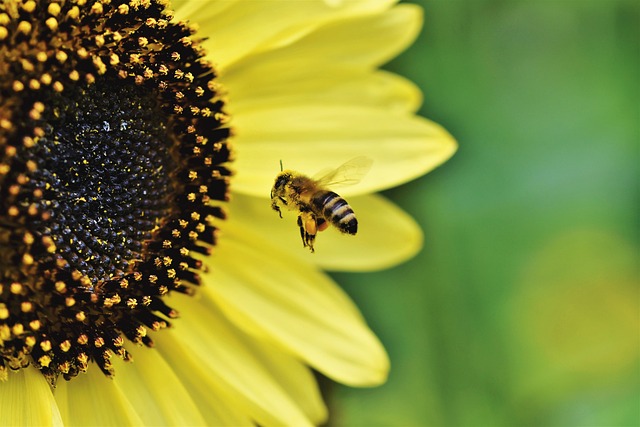 Comprehensive Yellow Jacket Control: Nest Removal, Professional Services & Eco-Friendly Deterrents