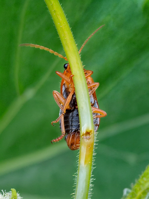 Expert Termite Control: Advanced Monitoring for Guaranteed Results