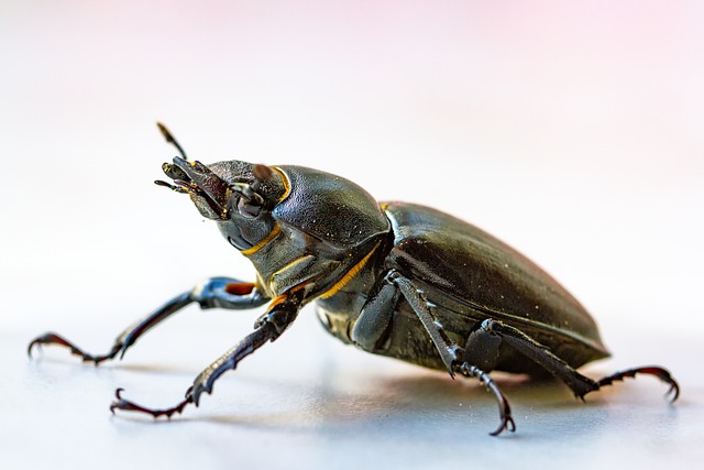 Expert Carpet Beetle Control: Targeted Treatments for Fabrics, Furniture, & Beyond