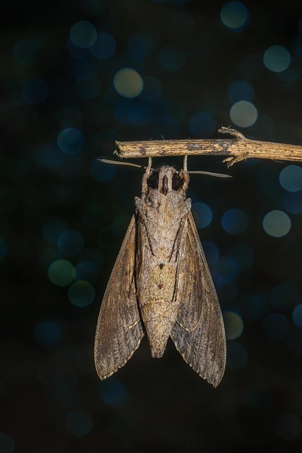 Expert Tips for Reducing Clothes Moth Attractants & Customized Control Plans