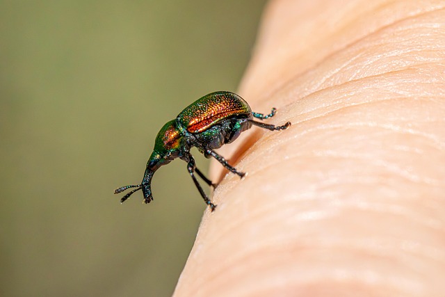 Customized Long-Term Plans for Grain Weevil Prevention & Control