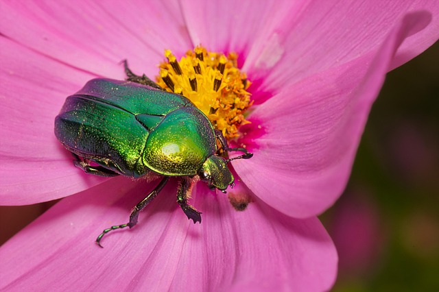 Eco-Friendly Cigarette Beetle Control: Effective Prevention Strategies
