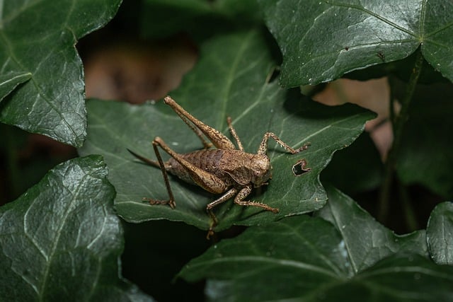 Eradicating Wood Boring Insects: Professional Strategies & Eco-Friendly Solutions