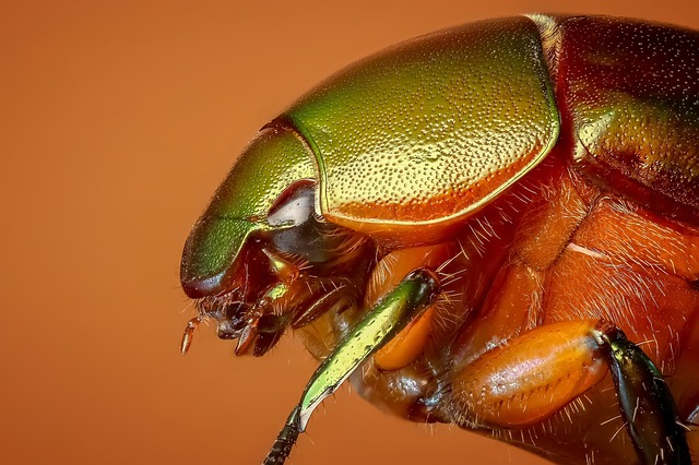 Expert Foreign Grain Beetle Removal: Guaranteed Results for Residential and Commercial Spaces