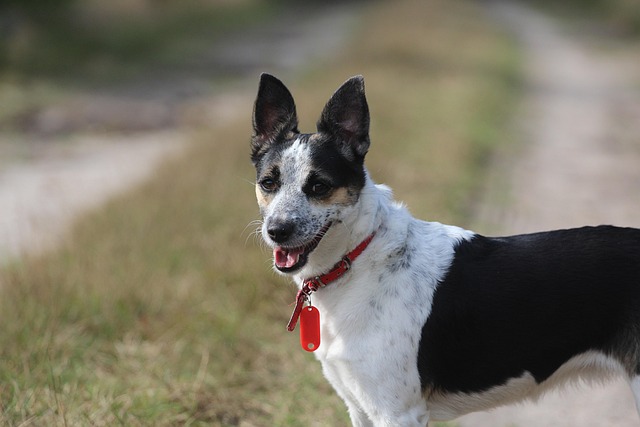 Advanced Rat Detection & Removal: Eco-Friendly Solutions for Effective Control