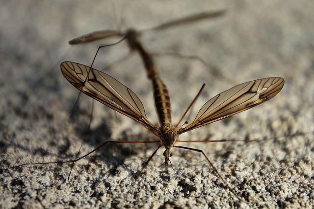 Affordable Mosquito Control: Effective Solutions for Every Property