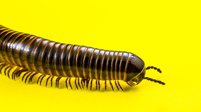 Mastering Centipede Infestations: Effective Treatment & Prevention Strategies