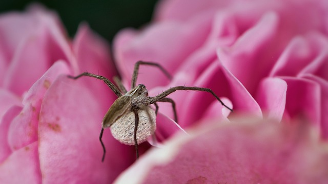 Mastering Hard-to-Reach Spider Web Removal: Expert Tips for Safe, Eco-Friendly Cleanup