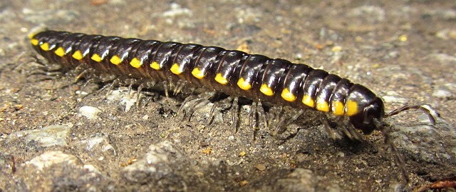 Expert Millipede Control Services: Guaranteed Results for Residential & Commercial Spaces