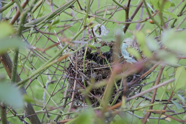 Ethical Bird Nest Removal: Expert Services for Safe, Eco-Friendly Control