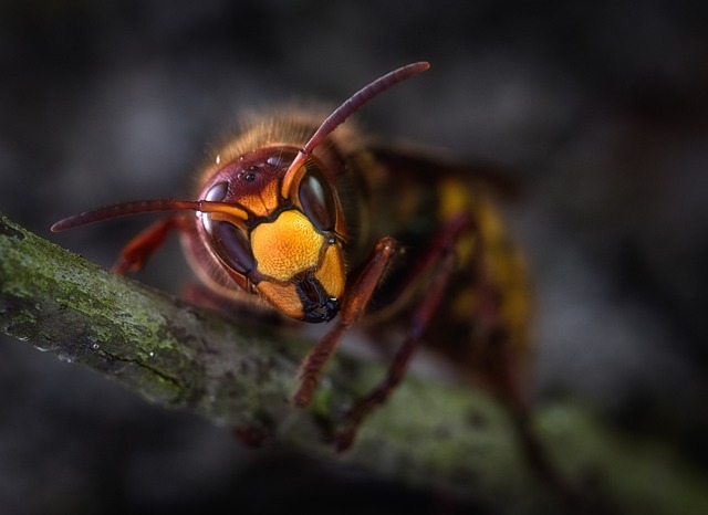 Expert Hornet Nest Prevention & Safe Removal for Homes & Businesses