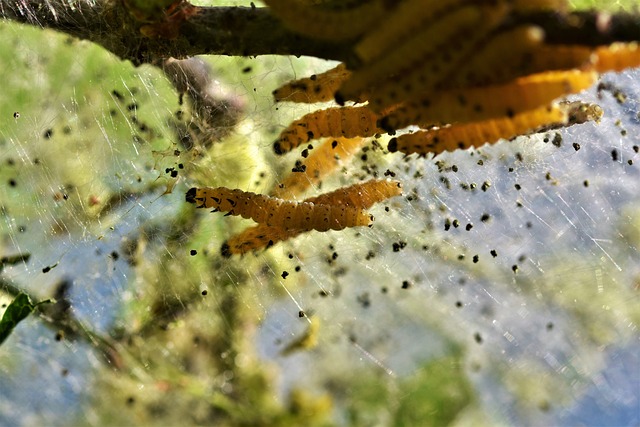 Advanced Bed Bug Eradication: Professional Tips for Restful Homes