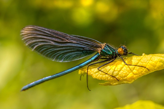 Professional Pest Control: Safe, Effective Solutions for Common Infestations