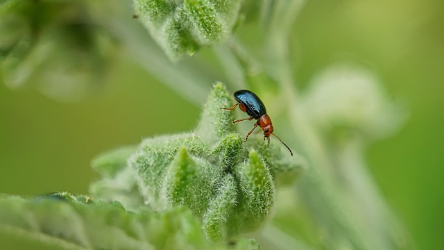 Expert Pest Control: Comprehensive Solutions for Residential and Commercial Spaces