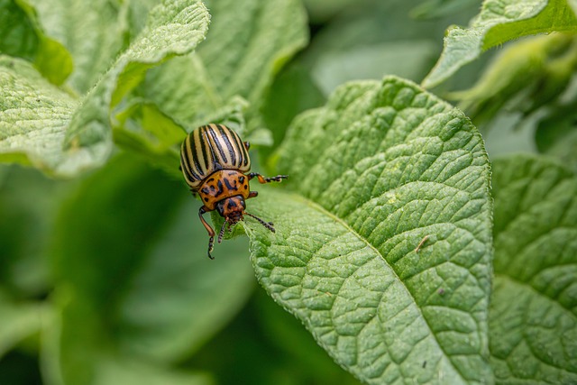 Revolutionizing Pest Control: Advanced Tech for Effective Eradication
