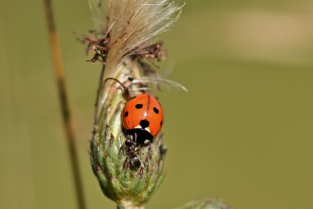 Professional Ant Control: Eco-Friendly Solutions for Effective Infestation Removal