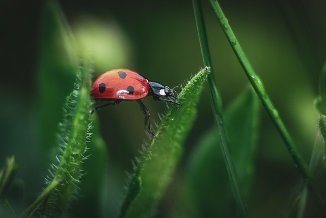 Expert Beetle Treatments: Protecting Woodwork from Powderpost Beetles