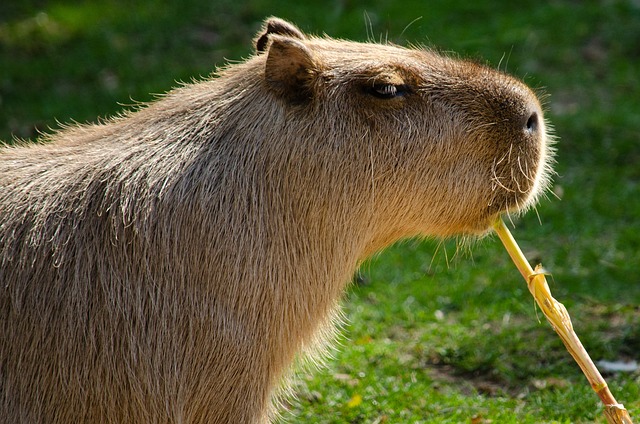 Customized Rodent Control: Professional Solutions for Effective Removal & Prevention
