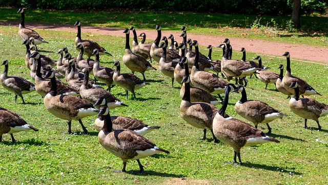 Navigating Geese Migration: Comprehensive Control & Eco-Friendly Solutions