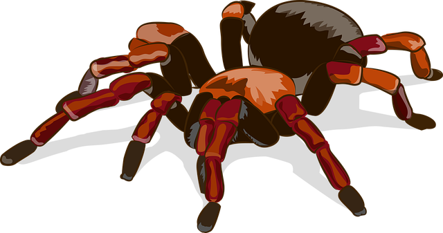 Eco-Conscious Spider Prevention: Expert Tips for Residential and Commercial Spaces
