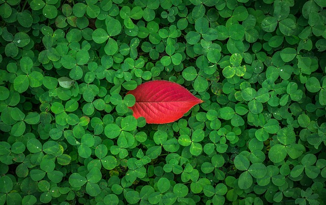 Unveiling Clover Mites: Identification & Behavior for Effective Control