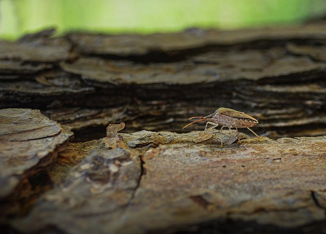 Eco-Friendly Stink Bug Solutions: Safe, Professional Removal for Homes & Businesses