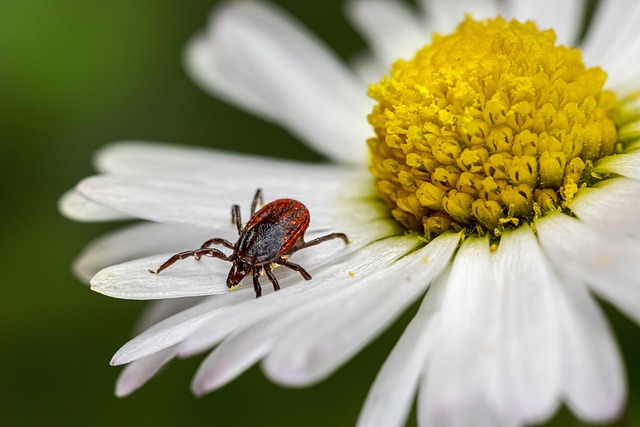 Eco-Friendly & Customized Tick Control: Professional Services for Safe Outdoor Prevention