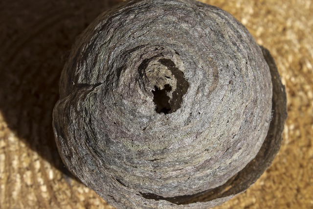 Mastering Wasp Infestations: Effective Control & Customized Treatments