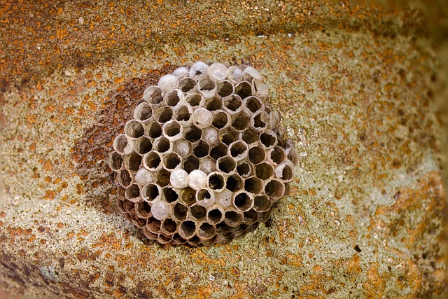 Discreet Wasp Control: Professional, Eco-Friendly Solutions for All Spaces