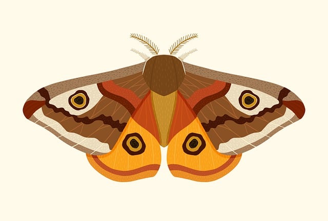 Tailored Solutions for Clothes Moth Infestations: Eco-Friendly & Professional Control
