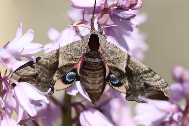 Eco-Conscious Approaches to Humane Clothes Moth Management