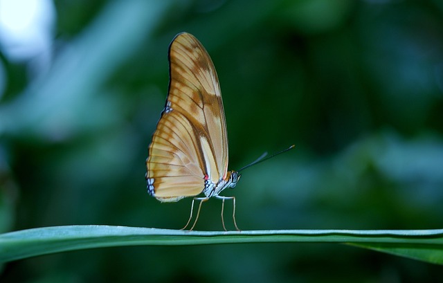 Protecting Wooden Treasures: Targeted Treatments for Insect Removal